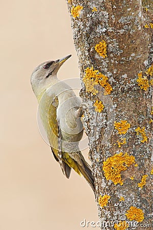 Grey-headed Woodpecker sitting on the tree trunk with yellow lichen, nice green bird, Sweden Stock Photo