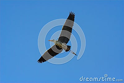 Grey heron Stock Photo