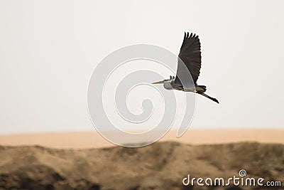 Grey heron Stock Photo