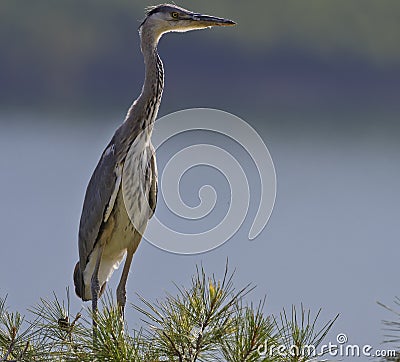 Grey Heron Stock Photo