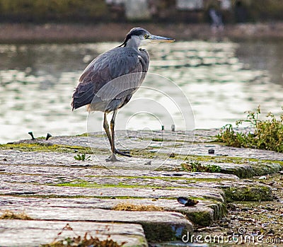 Grey Heron Stock Photo