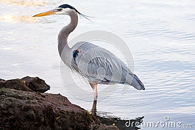 Grey heron (Ardea cinerea) Stock Photo