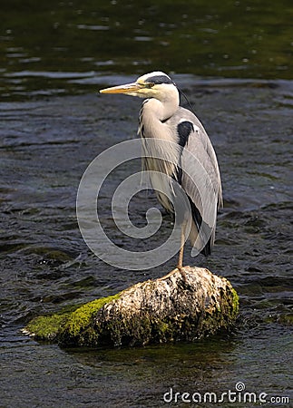 Grey Heron (Ardea cinerea) Stock Photo