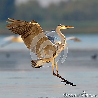 Grey heron (ardea cinerea) Stock Photo