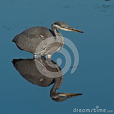 Grey Heron Ardea cinerea Stock Photo