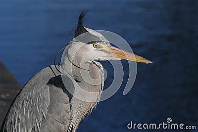 Grey Heron / Ardea cinerea head, shoulders and eye detail with wind blowing crest Stock Photo