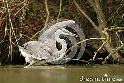 Grey Heron Ardea cinerea Stock Photo