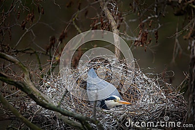 Grey heron, Ardea cinerea, in nest with five eggs, nesting time. Wildlife animal scene from nature. Spring nesting time with bird Stock Photo