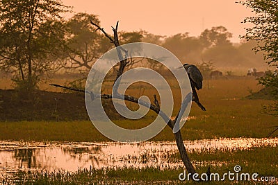 Grey heron or Ardea cinerea perched on tree trunk during cold winters sunset of keoladeo national park or bird sanctuary india Stock Photo