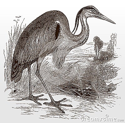 Grey heron, ardea cinerea in side view standing in a landscape with high grasses Vector Illustration