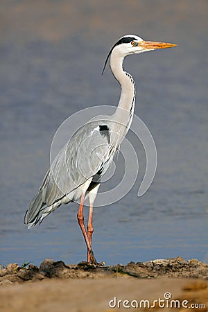 Grey heron Stock Photo