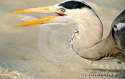 Grey Heron on the beach in the Maldives Stock Photo