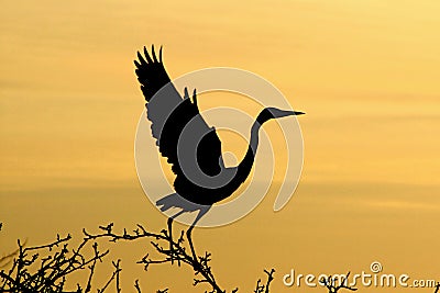 Grey Heron at dawn Stock Photo