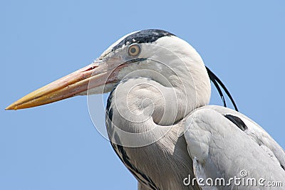 Grey heron Stock Photo