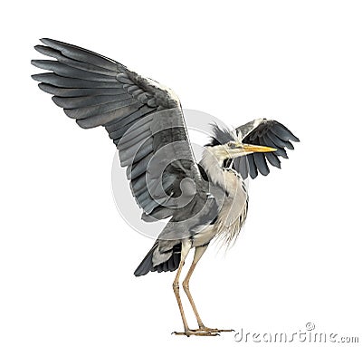 Grey Heron doing a mating dance, Ardea Cinerea Stock Photo