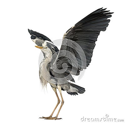 Grey Heron doing a mating dance, Ardea Cinerea, 5 years old Stock Photo