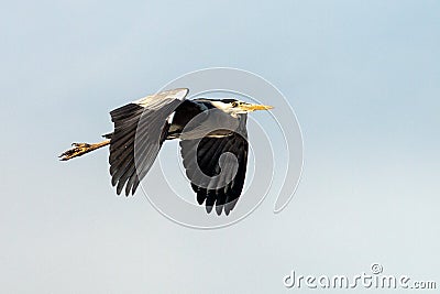 Grey heron in the flight Stock Photo