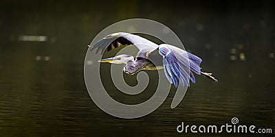 Grey Heron In Flight (side view) Stock Photo