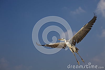 Grey Heron Ardea cinerea Stock Photo