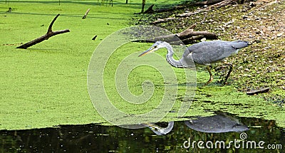 Grey Heron Stock Photo