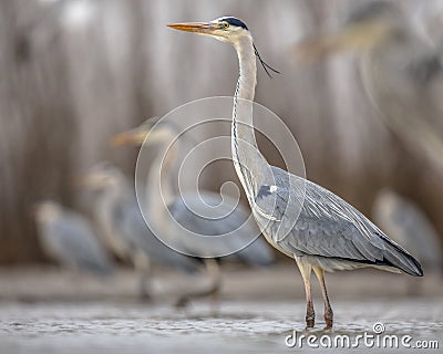 Grey heron hunting stationary in lake Stock Photo