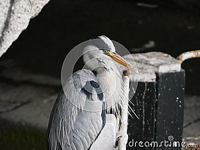 Grey Heron by a lock gate on the Grand Canal in Dublin, Ireland Stock Photo