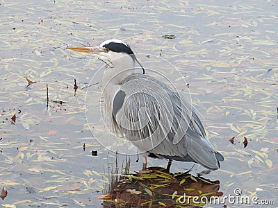 Grey heron with orange and grey beak is taking rest after feeding. Stock Photo