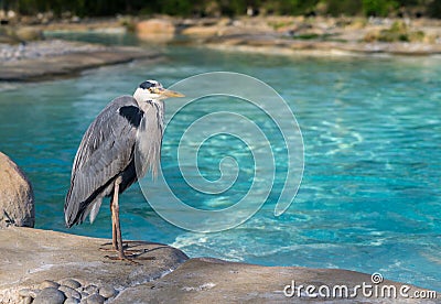 Grey Heron at Penguin Beach Stock Photo