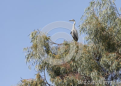 Grey Heron Perched in a Eucalyptus Tree Stock Photo