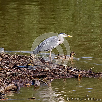 The grey heron on the pile stacked of tree logs and branches and some rubbish and the mallard on the water`s surface in the river Stock Photo
