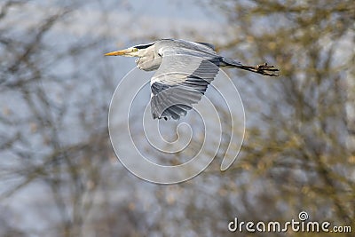 Graureiher Ardea cinerea Stock Photo