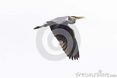 Graureiher Ardea cinerea Stock Photo