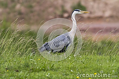 Graureiher Ardea cinerea Stock Photo