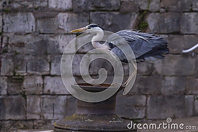 Graureiher Ardea cinerea Stock Photo