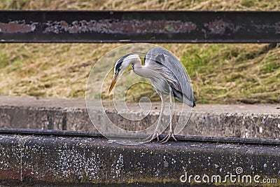 Graureiher Ardea cinerea Stock Photo