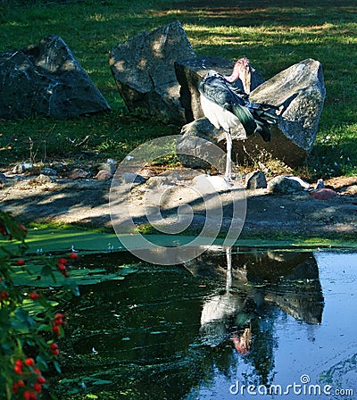 Grey heron sits on land and rests in the sun. An elegant hunter that can be found Stock Photo