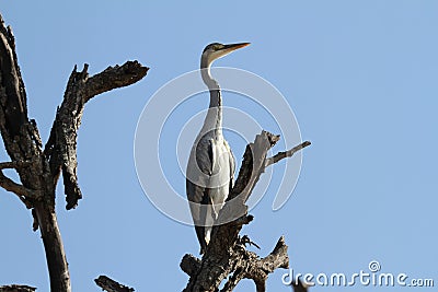 Grey Heron Stock Photo