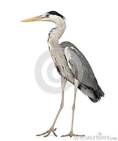 Grey Heron standing, Ardea Cinerea, 5 years old Stock Photo