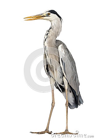 Grey Heron standing, beak opened, Ardea Cinerea, 5 years old Stock Photo