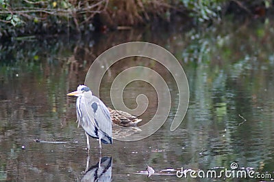 Grey heron standing in a shallow stream Stock Photo