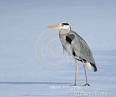 Grey heron standing in snow Stock Photo