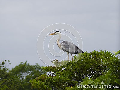 Grey heron standing on a tree Stock Photo