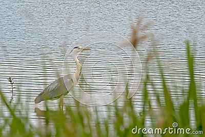 Grey heron standing in water - Ardea cinerea Stock Photo