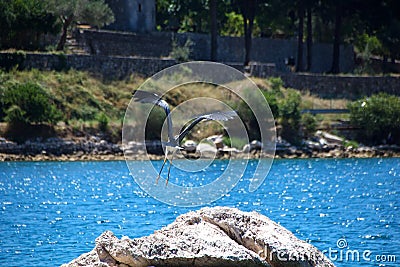 Grey Heron takes off from the stone near the lake Stock Photo