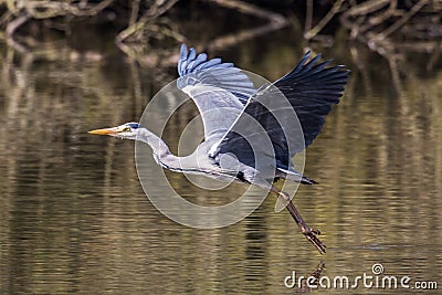 Grey Heron Stock Photo