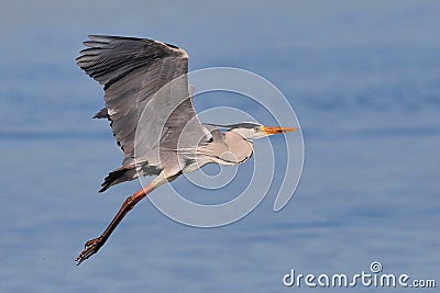 Grey Heron taking off over water Stock Photo