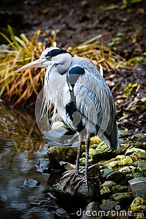 Grey heron at the waterside Stock Photo