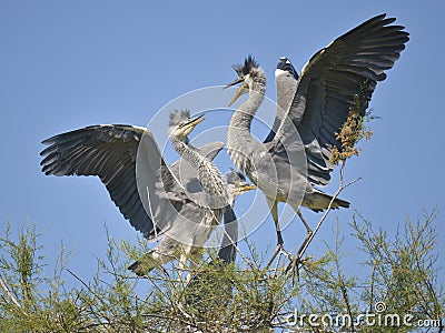 Grey herons bickering in tree Stock Photo