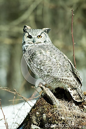 Grey horned owl Stock Photo
