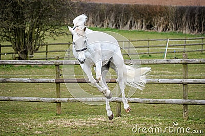 Grey Horse bucking in field Stock Photo